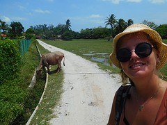 Buffel-selfie in Langkawi