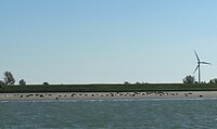 Zeehonden bij Breskens