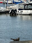 Zeehond in de haven van Nieuwpoort