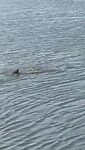 Zeehond in de haven van Nieuwpoort