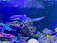 Aquarium in Boulogne sur Mer