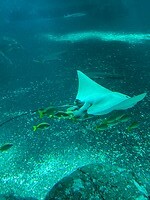 Aquarium in Boulogne sur Mer