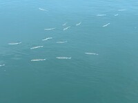 vissen in de haven