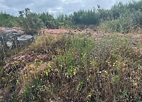Tijdens wandeling Muros