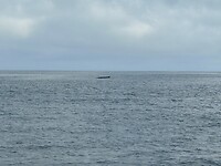 Walvis