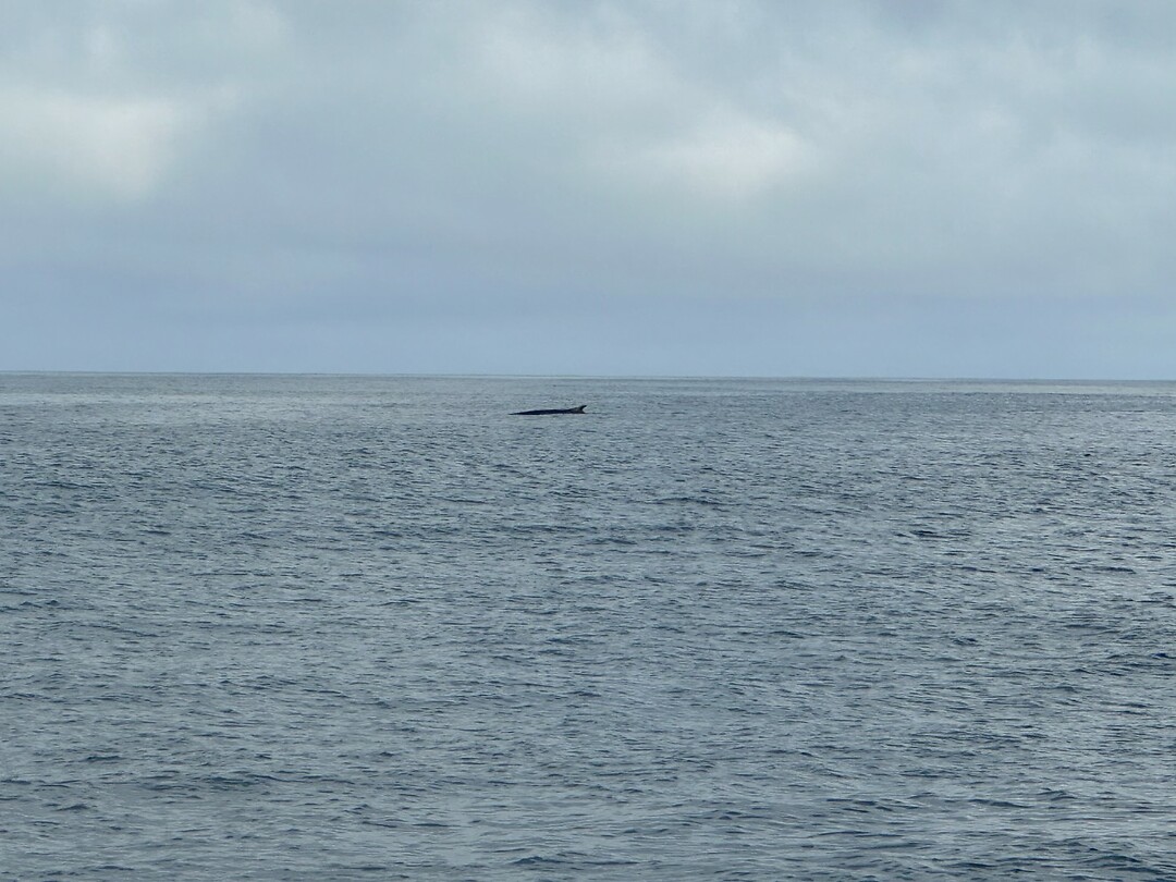Walvis