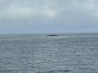 Walvis