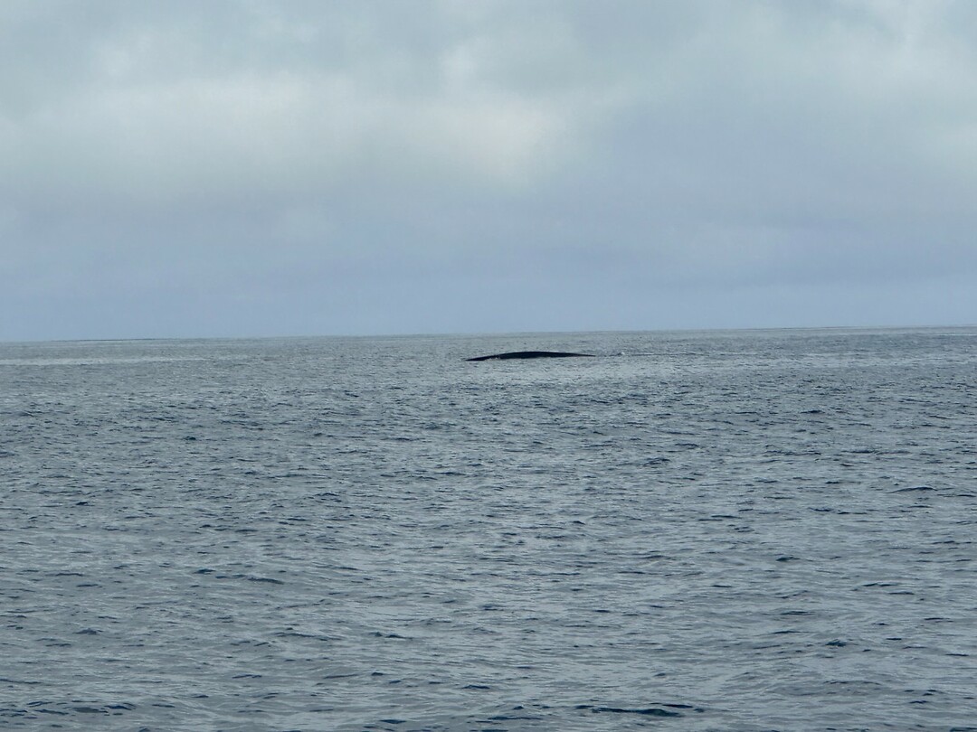 Walvis