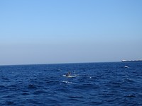 DSC00856