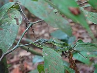 DSC00933