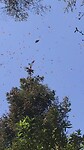 Monarca butterflies