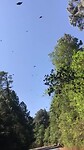 Monarca butterflies