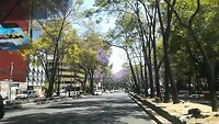 Jacaranda in de stad
