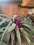 Pulque oogsten