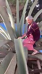 De agave wordt gemelkt