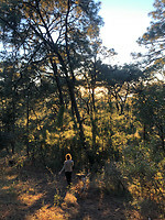 Monte Alto
