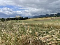 IMG_8959