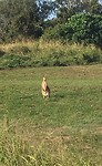 Oostkust - Burnett Heads kangaroo spotten