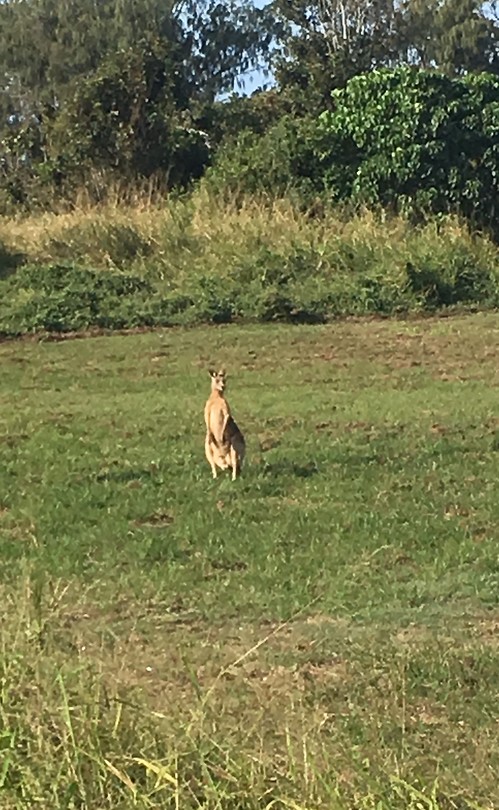 Oostkust - Burnett Heads kangaroo spotten