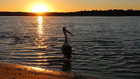 Oostkust - Noosa Heads