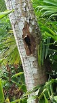 Woody wood pecker 😅
