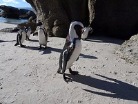 Boulders Beach
