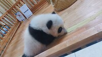 Panda center