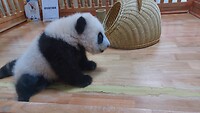 Panda center