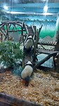 Chengdu panda center