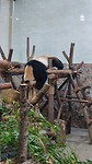 Chengdu panda center