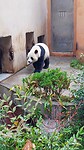 Chengdu Panda rescue centee