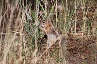 Gewone squirrel, ook schattig