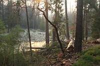 Rook in Yosemite