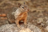 Squirell