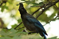Blue bird