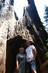 Sequoia