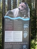 Omg bears........??????