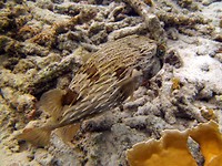 Queen Angels, deze Pufferfish had zijn stekeltjes uit, misschien voelde hij zich niet zo lekker.