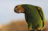 En wie ben jij? Met dat rare zwarte ding?