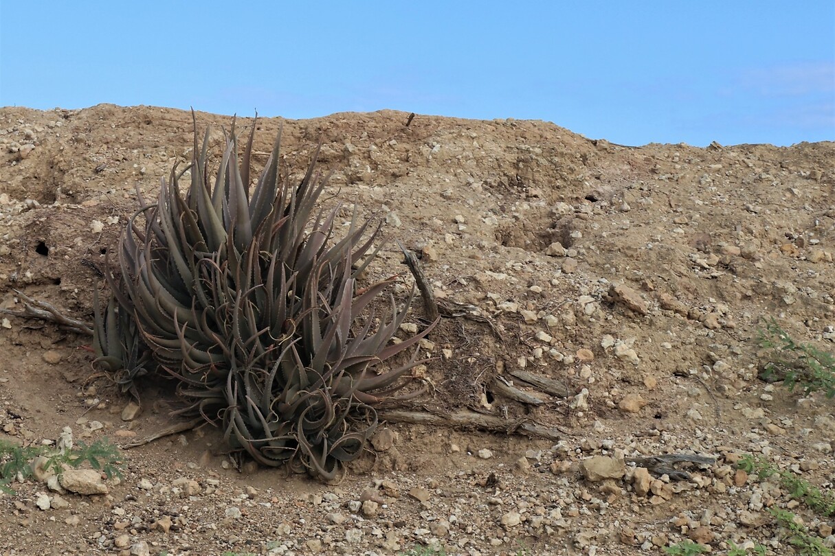 Aloë vera op een kaal stukje grond.