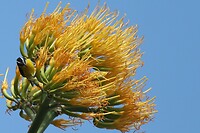 Prachtig de gele bloemen van de Agave, de suikerdief past er mooi bij.
