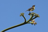 Suikerdiefjes vinden de bloesems ook lekker.