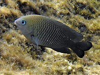 Een damselfisje, normaal hebben ze een nogal agressief gedrag, deze zag er lief uit.