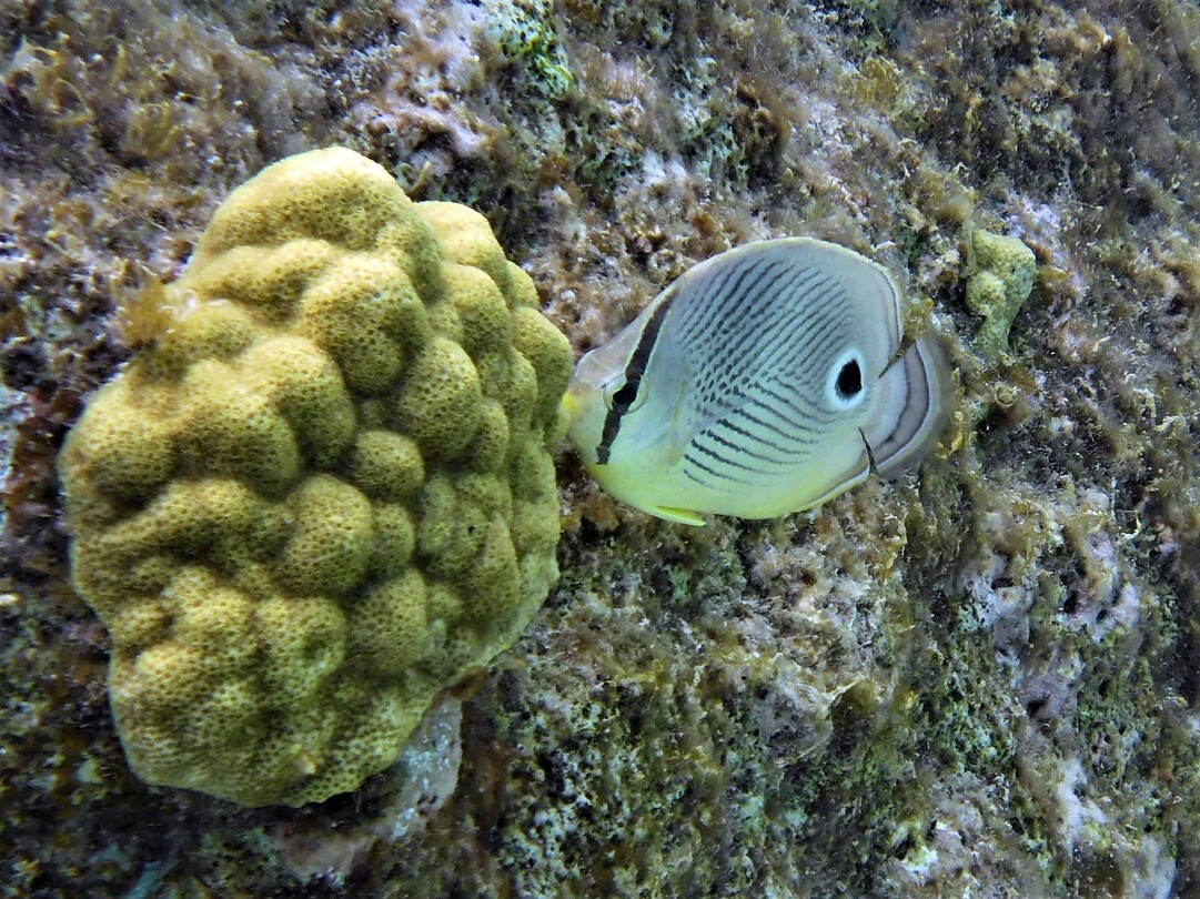 Four eyed butterfly fish, vaak zwemmen ze in paartjes.