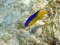 Vurig blauw met geel.