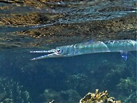 Deze needle fish zie je vaak in scholen zwemmen aan de oppervlakte.