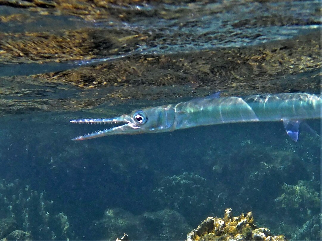 Deze needle fish zie je vaak in scholen zwemmen aan de oppervlakte.