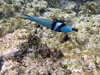 En deze Wrasse soort wil niet op de foto, ze zwemmen supersnel.