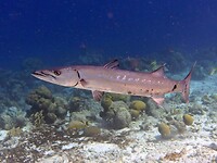 Een grote Barracuda.