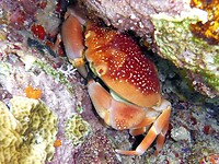 Kijk naar die prachtige tekening op de poten van deze krab.